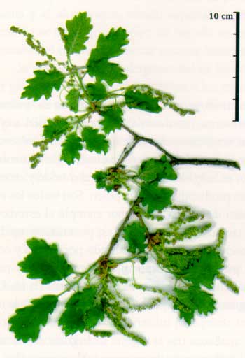 Quercus humilis **