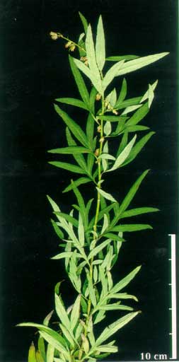 Artemisia velotiorum**