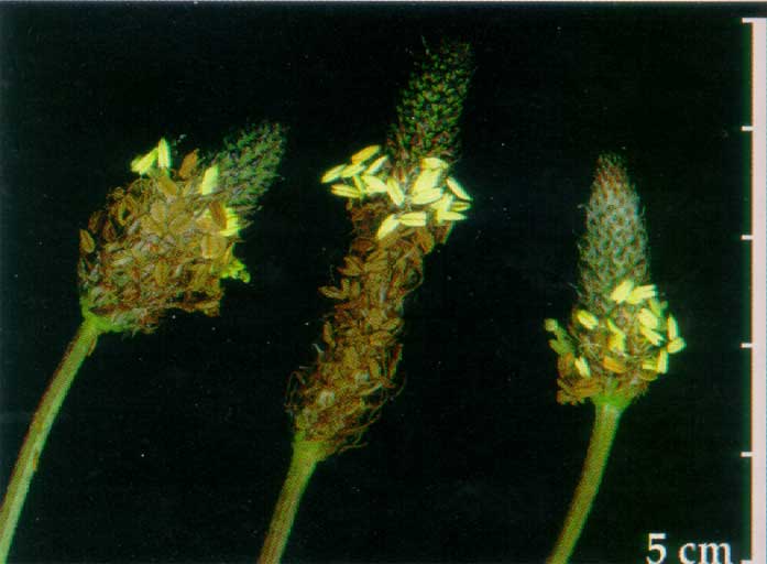 Plantago lanceolata**